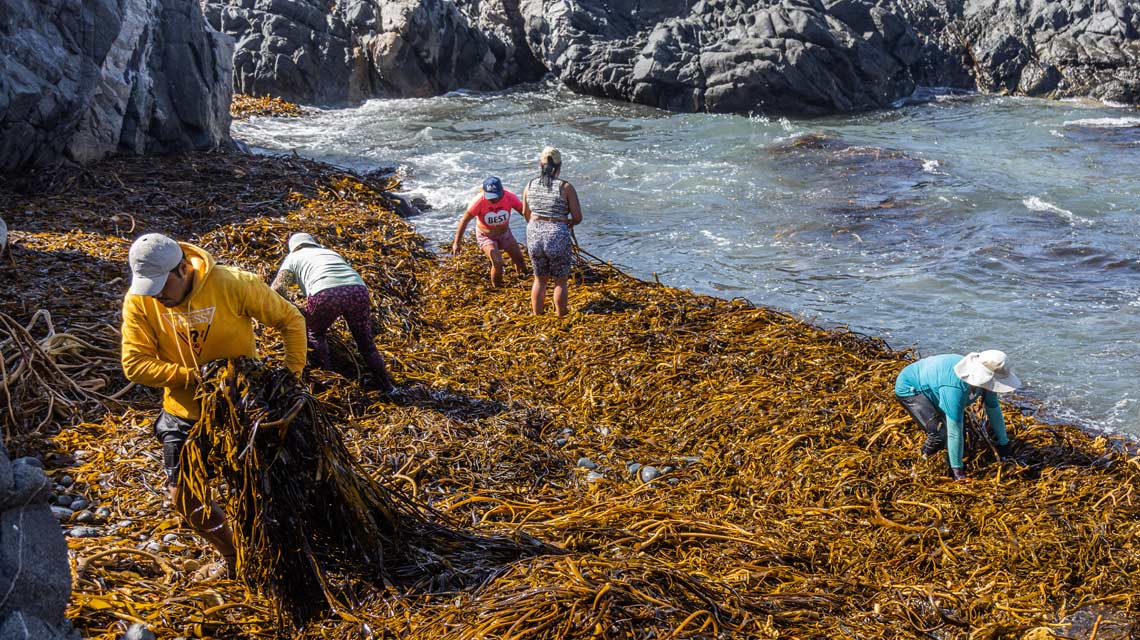 Algas marinas en Chile