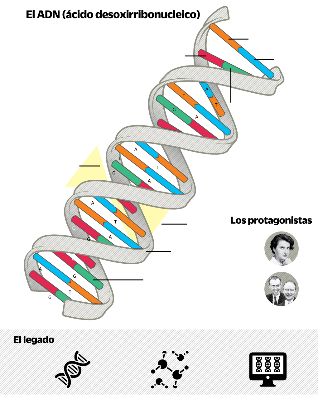 Siete décadas de la doble hélice del ADN