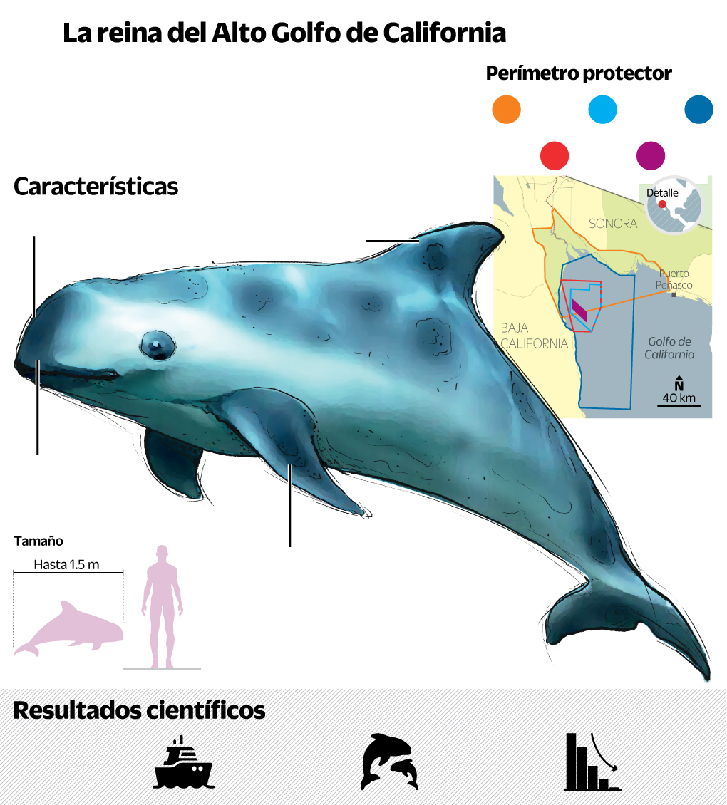 La vaquita marina se niega a extinguirse