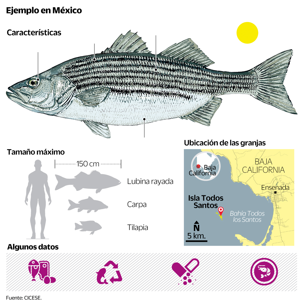 Acuicultura: la gran estrategia contra la hambruna