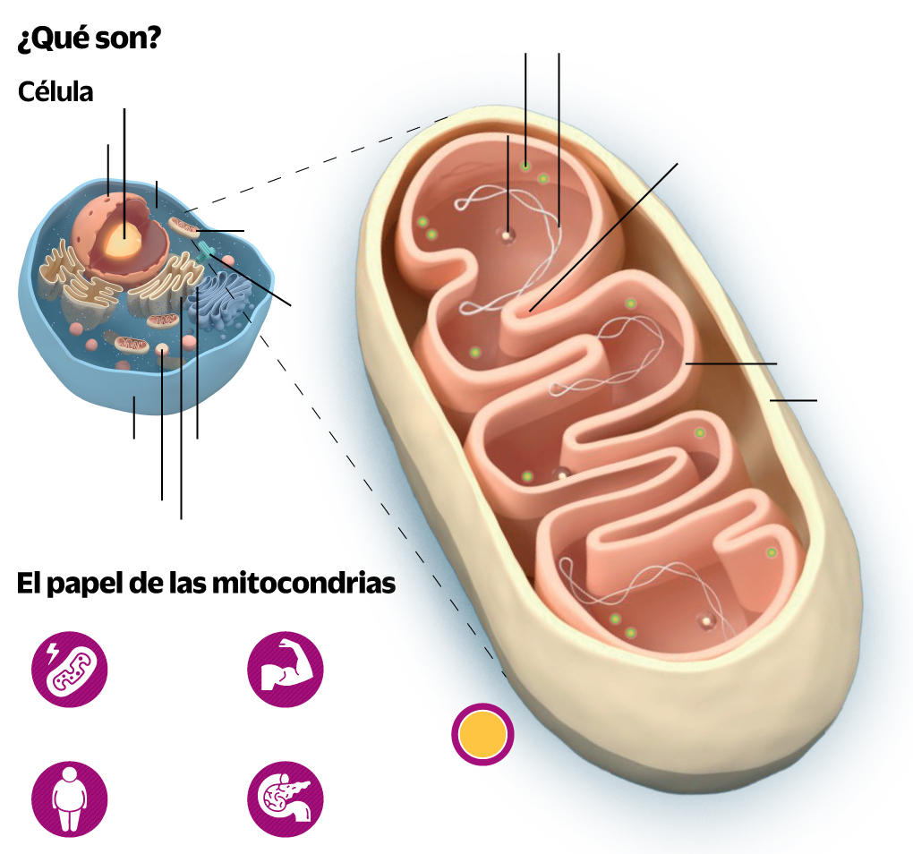 Lucha contra la obesidad