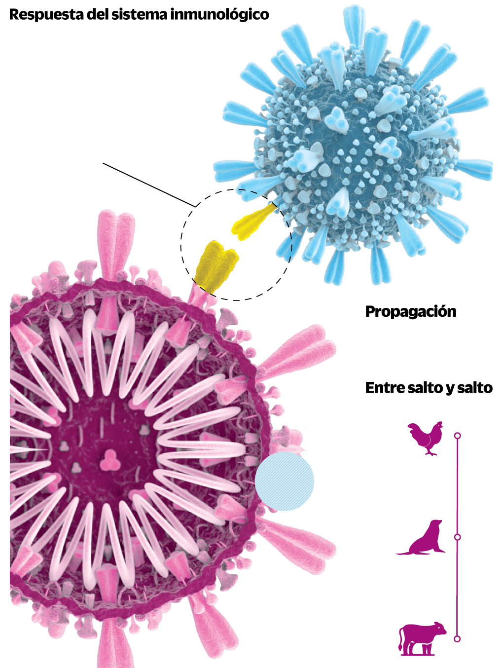 Gripe aviar, ¿futura pandemia?