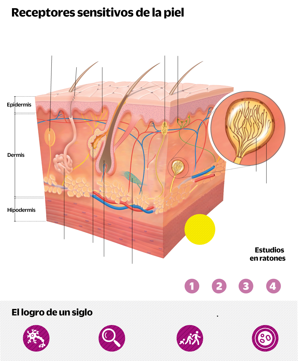 Nuevas investigaciones sobre la respuesta sexual humana