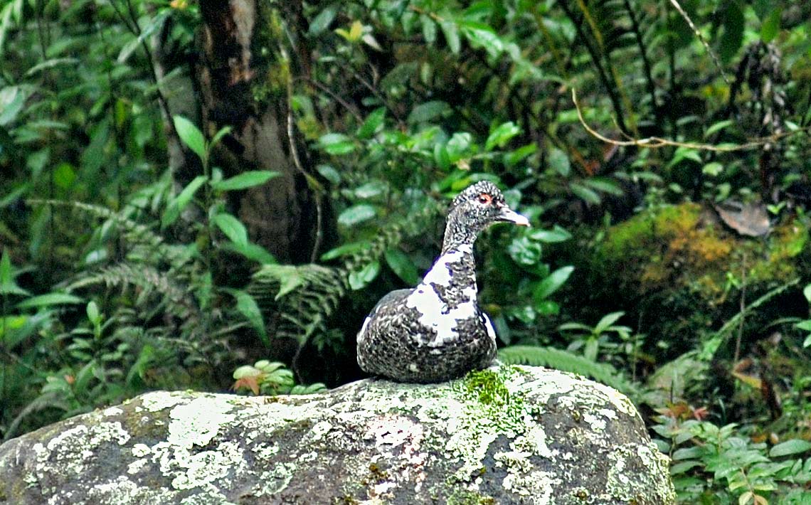 Areas de conservación en Ecuador