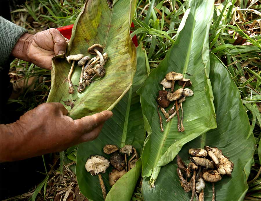 Hongos ancestrales