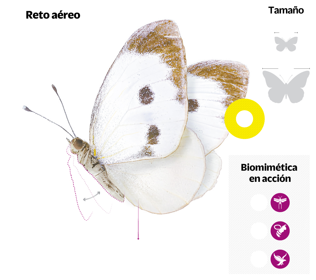 Los secretos del vuelo de una mariposa