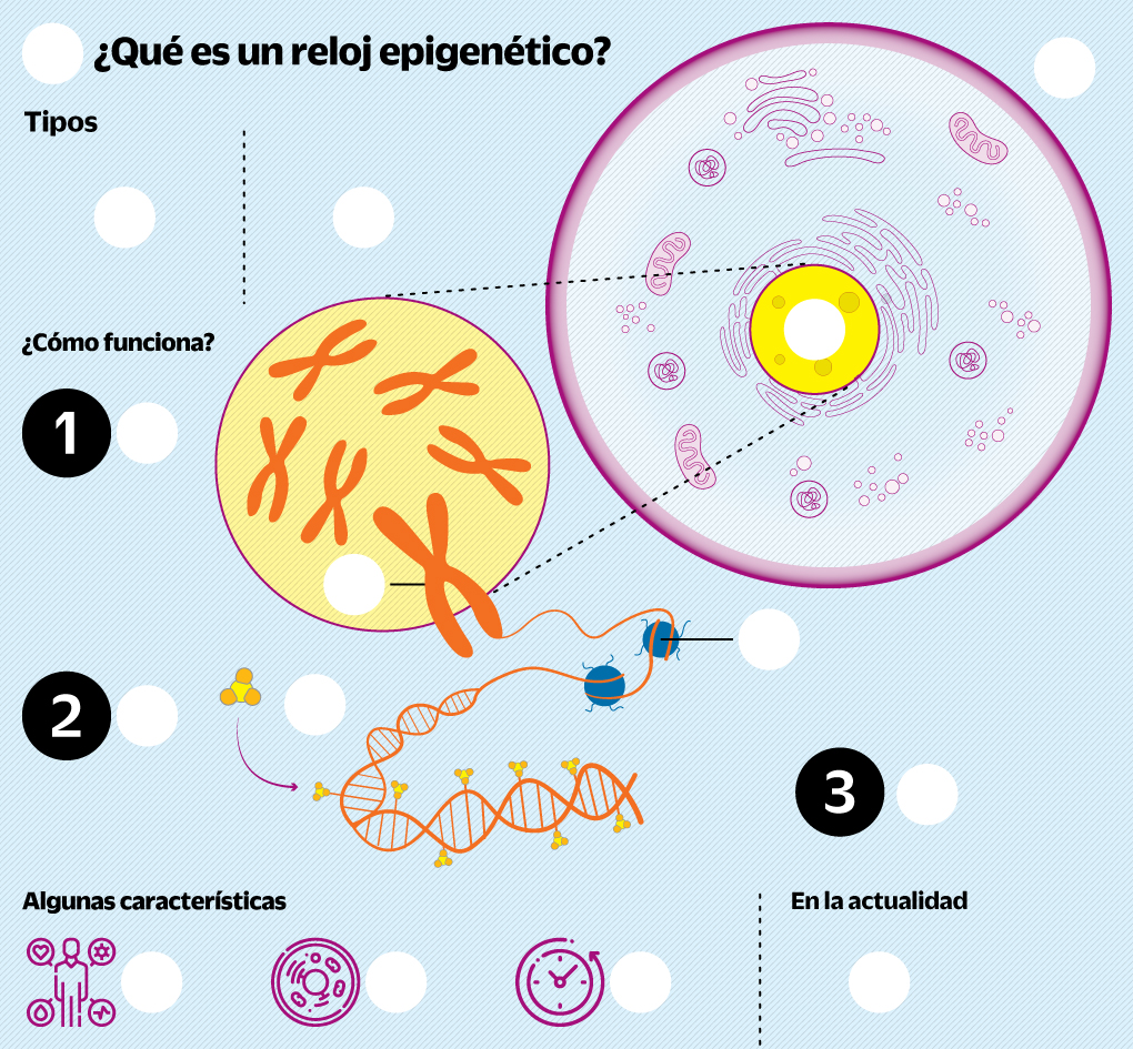 Los relojes moleculares y el envejecimiento