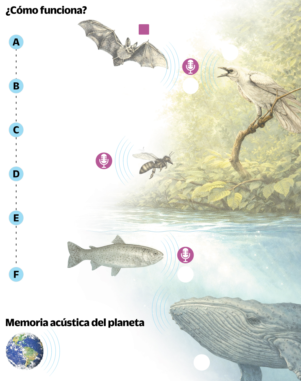 La evolución de la bioacústica