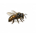 abejas